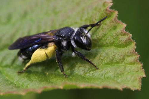 Andrena agilissima